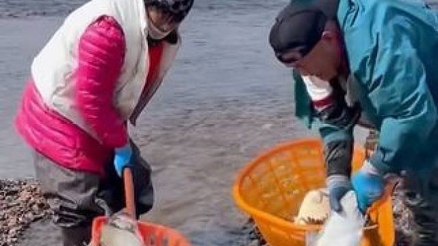 #捕捞野生鱼 #大表哥抓鱼