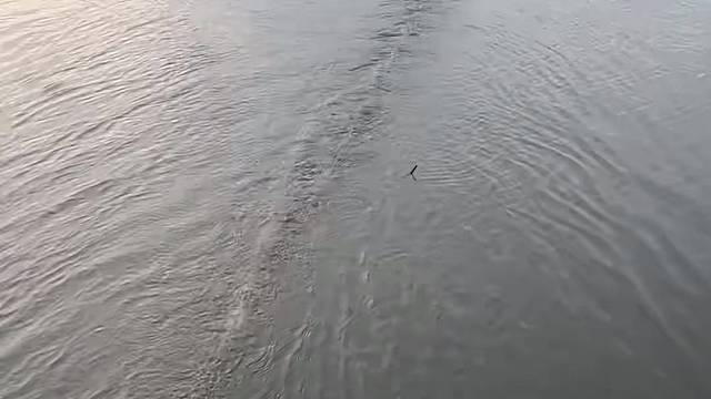 #户外捕鱼 #河边随拍 #捕捞现场 #真实户外 #丝网捕鱼