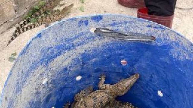 感觉生活不如意，就来抓鳄鱼解解压吧#农业养殖 #鳄鱼养殖场