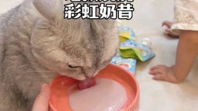 地狱厨房主食彩虹奶昔19.9到手6包，0乳糖哦，放心吃～ #记录猫咪日常 #地狱厨房