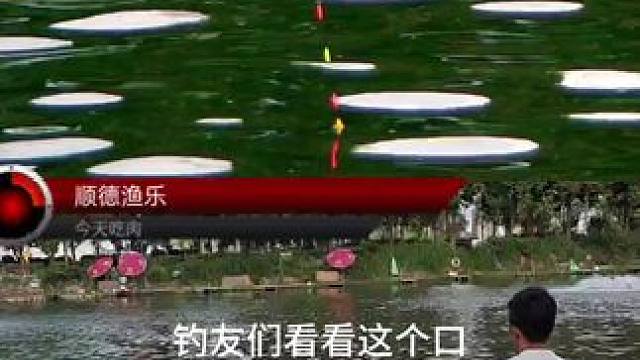 钓青鱼拖刺有优势还是打刺有优势？#钓鱼 #钓青鱼 #钓鱼人就是这么疯狂 