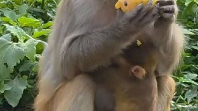 猴子吃芒果 #国外视频分享 #野生动物零距离 #猴子成精