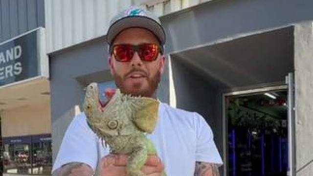 小伙专业捕捉鬣蜥 #国外视频分享 #野生动物 #专业操作请勿模仿