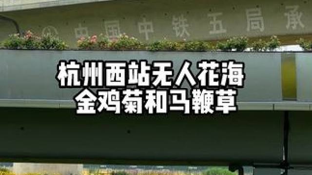 杭州西站无人花海，和高铁同框超出片，面积非常大，旁边还有马鞭草，地铁19号线坐到西站往东广场走就能看