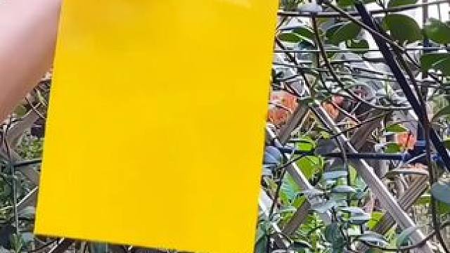 只要把它往树枝上一挂，热天再也不怕蚊虫打扰了，它就是#黄板 #阳台养花 #粘虫板