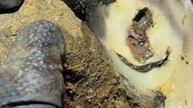 不断冒泡的牛蹄里面竟然藏着大问题#解压#修牛蹄