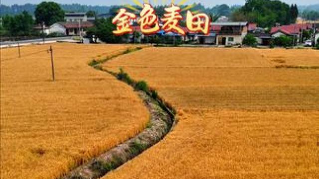 初夏的成都坝子#田园风光#金色麦田 #在希望的田野上#收获的季节