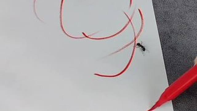 马克笔真的能关住蚂蚁吗？我不信！
