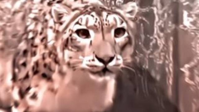 雪豹：还好是在笼子里面要不就完蛋了！#雪豹 #老虎 #压迫感拉满