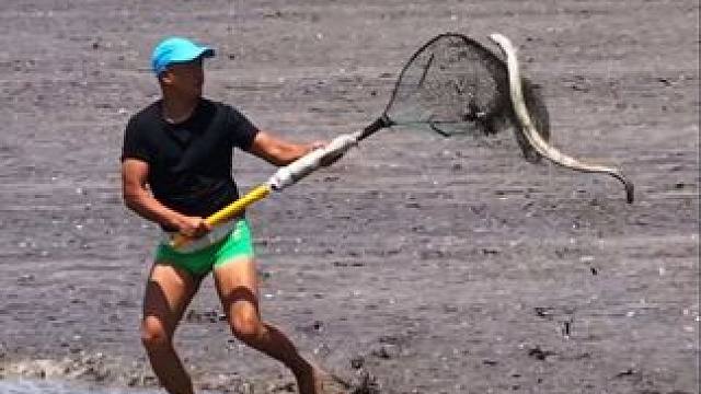 杭州非遗抢潮头鱼界领军人物“红裤衩”眼疾手快，动作敏捷，一个箭步冲向潮头，干净利落地捞到野生江鳗，然