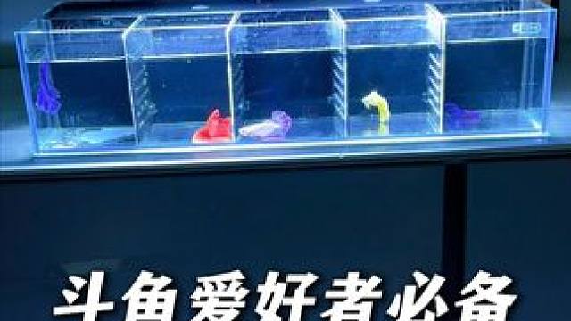 今天给我家5条小斗鱼安排个“联排别墅”！ 这个可以养多条斗鱼的缸，让斗鱼们既不孤单又不相互打扰，还能