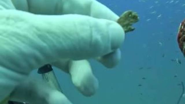 沉浸式赶海#赶海 #沉浸式体验 #海底世界