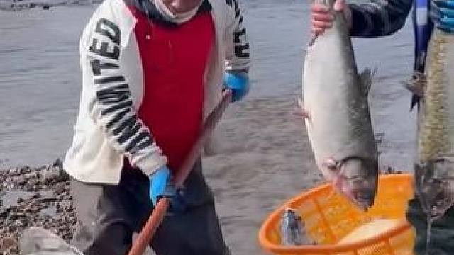 #三农户外捕鱼 #大表哥抓鱼