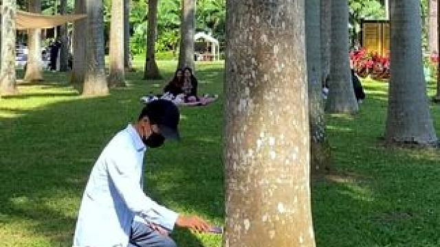 看到大树试试这样拍太美了#手机摄影 #拍摄技巧 #大树 #夏天该有的样子 #治愈系风景