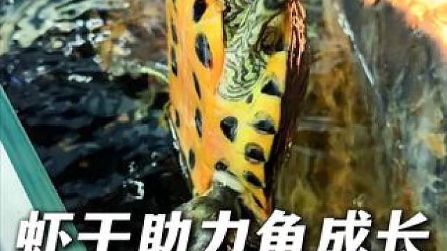 自从给乌龟换成不含盐虾干，它蹭蹭长个子！ 虾干富含蛋白钙质和虾红素，提高龟龟免疫力！ #龟粮 #溪流