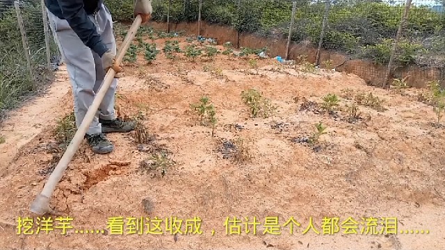 挖洋芋……看到这收成，估计是个人都会流泪……