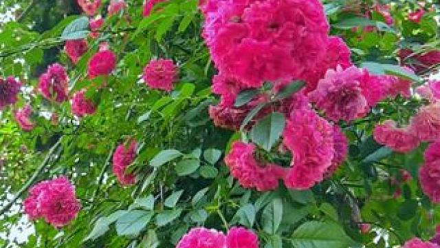 #一花一草一世界