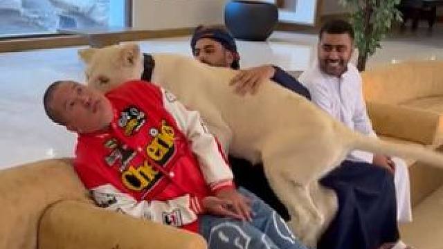 阿拉伯土豪的宠物狮子把客人吓跑了 #国外视频分享 #奇妙的动物 #宠