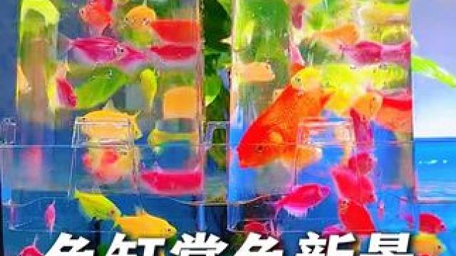 家里有孩子的鱼友，快带孩子一起来玩这个负压缸吧！ 解锁赏鱼新景，有趣又好玩！#鱼儿自由自在的水中游 