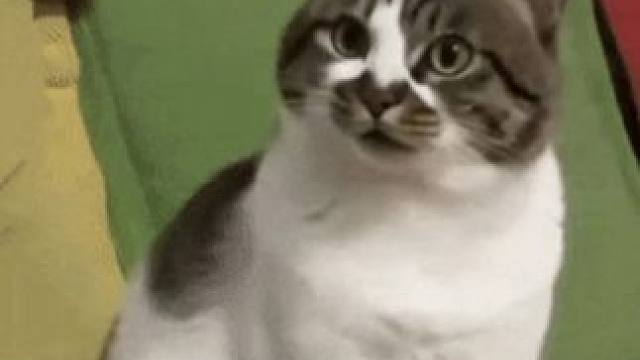 也是闻所未闻 #abo #老虎#银基动物王国 #娱乐评论大赏