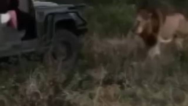 两头保卫者路过车辆护林员说他们的高大甚至能直接到我的胸膛这里 面对如此残暴的联盟我们感受到了萨比森的