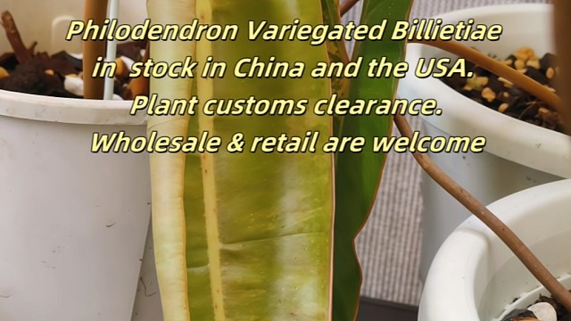 橙柄锦，治愈系热植