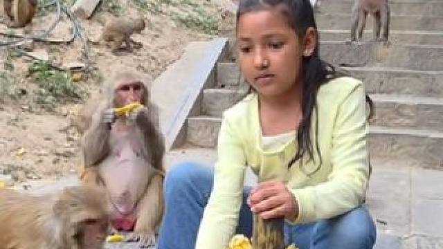 猴子吃香蕉 #国外视频分享 #猴子成精 #野生动物零距离