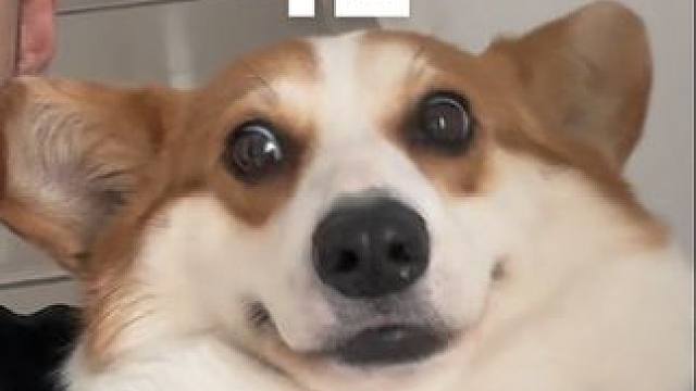 篮球类的宠物博主 猫狗通吃 #宠物迷惑行为#你可能不认识我