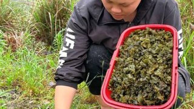 今天摘很多野生地皮菜做一餐好吃的 #美食 #农村生活 #野菜 #记录生活