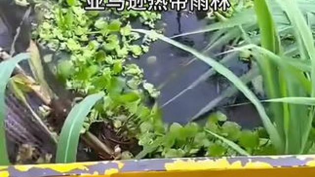 走进亚马逊雨林，一个曾被世人遗忘的角落. #亚马逊#内容启发搜索 #旅行大玩家 #环球旅行