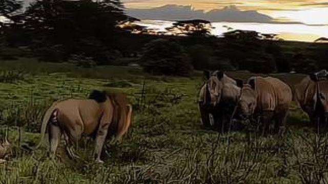 狮王霸气护妻 面对三头犀牛依然不退缩挡在妻子前面 掩护母狮撤退讲犀牛挡在身前#狮子 #雄狮 #犀牛 