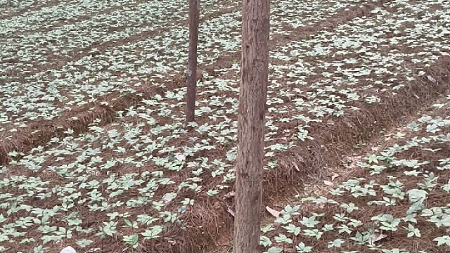 春风十里，不如你