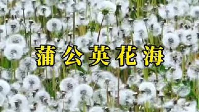 时光岁月里，总有一个角落可以安放心灵，总有一处风景可以卸下满身疲惫，容纳我们的故事。 #蒲公英 #治