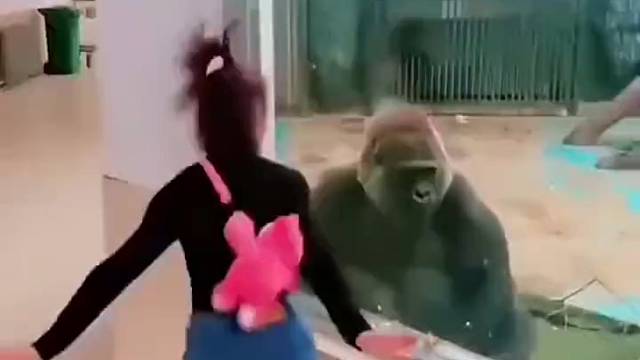 大猩猩回家对家人说：今天上班的时候，你猜怎么着…………