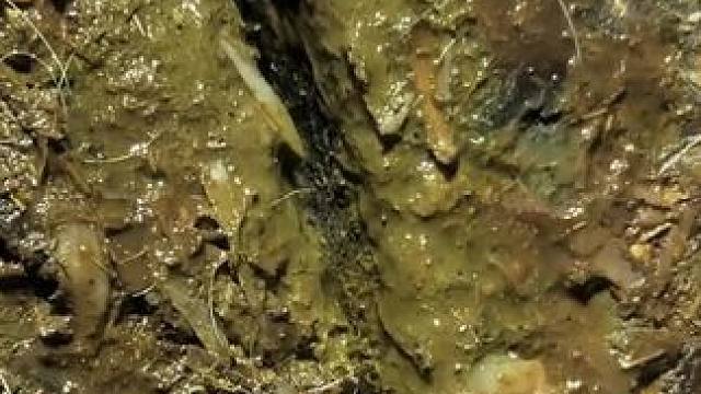 不断冒泡的蹄子里面藏着大问题#解压 #修牛蹄