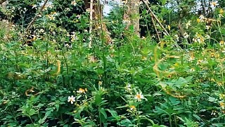 簡單做出大片系列2，休閑鄉(xiāng)村2
