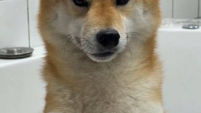 今日份小狗日记来啦 #万物可爱计划 #小狗是宠物更是家人 #今天也很可爱的狗 #猫狗双全