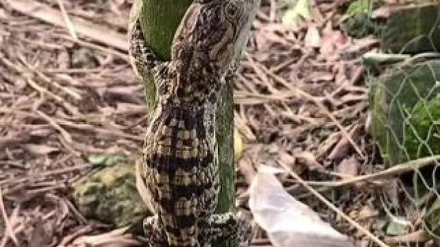 我发布了一个新视频，快来围观吧！