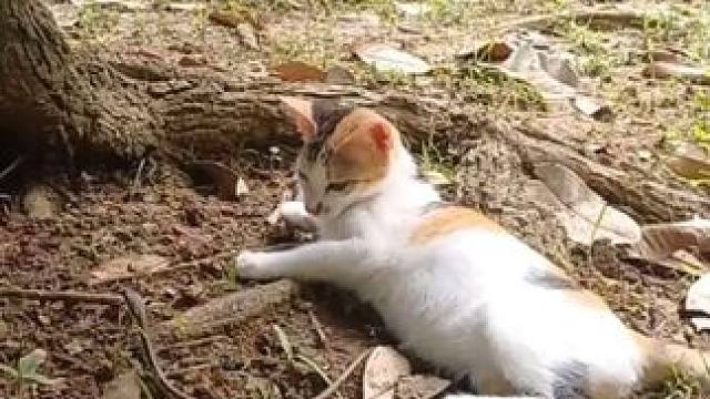 猫咪喜欢玩绳子 #国外视频分享 #奇妙的动物 #宠物