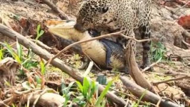 美洲豹捕食鳄鱼 #国外视频分享 #野生动物零距离 #美洲豹