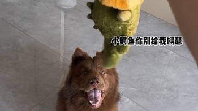 每天都和小鳄鱼大战三百回合，这玩具算是买的最值的一个了，不用我陪自己能玩半天，天天玩都已经脏的不行了