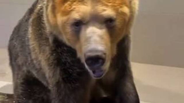 宠物棕熊 #国外视频分享 #奇妙的动物 #宠物