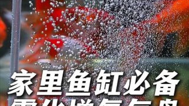 这种能打出泡沫般细密氧气的气盘，出泡像青烟，溶氧高还不贵！ 3瓦低压泵打出绵密气泡，家里养鱼必备！ 