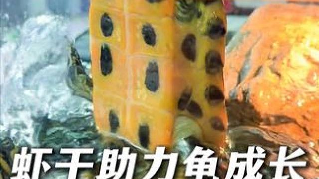 自从给我家乌龟吃了这个不含盐的溪流虾干，他们干饭就像打架！ #龟宠 #龟粮 #溪流虾干 #水族爱好者