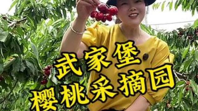 喜欢吃樱桃的宝子们，赶紧带着孩子一起来采摘樱桃吧#同城好店推荐 #采摘樱桃 #樱桃