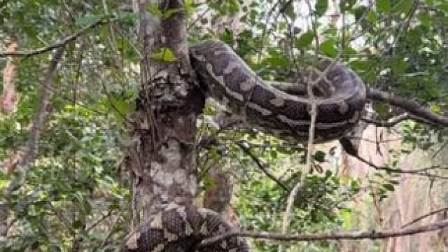 地毯蟒是爬树高手 #国外视频分享 #野生动物零距离 #奇妙的动物