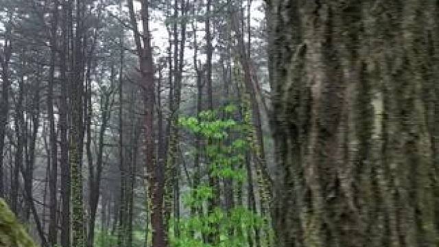 在天然氧吧里露营 #露营报告