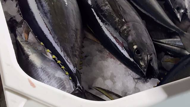 深海钓金枪，半天1200斤