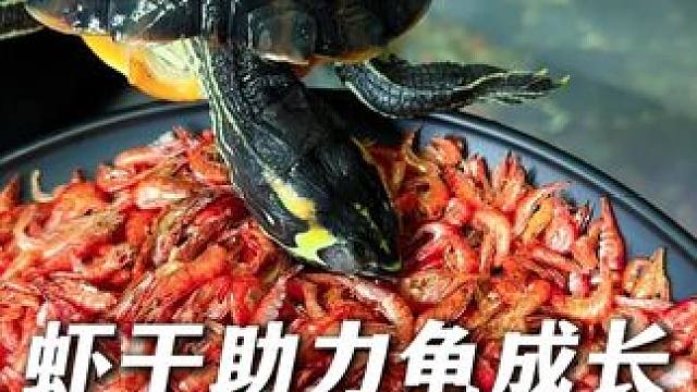 自从给我们家乌龟吃了这个不含盐虾干，它们就爱上了！ 虾干富含蛋白质和虾青素，助力龟龟健康成长！#龟粮