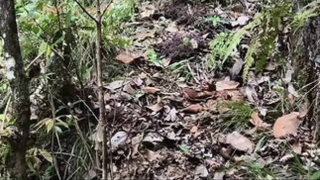 这老六太会善于伪装，不仔细看很难发现，户外出行要多注意观察，危险无处不在#户外 #旅行大玩家 #蛇 